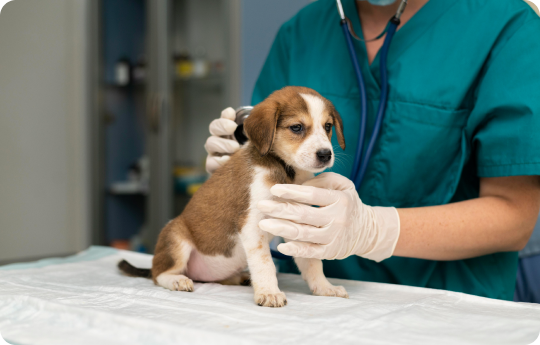 Dog Puppy Stage Dog Puppy Stage