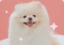 dog3 dog3